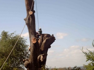 Edwards-Tree-surgeon