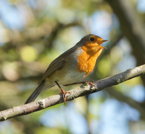 Robin March 2021 © Philip Batty