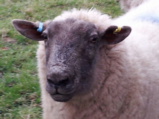 A local Kingsland resident (in winter 2013 anyway )